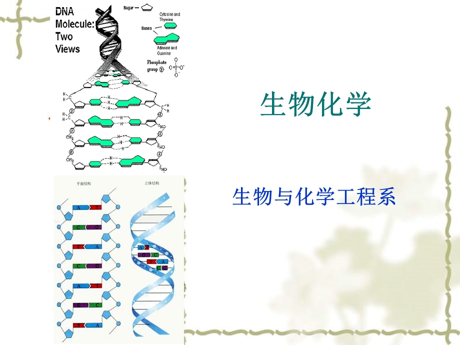 生物化学说课ppt课件.ppt_第1页