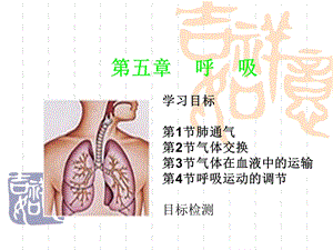 生理学ppt课件 第五章 呼吸.ppt