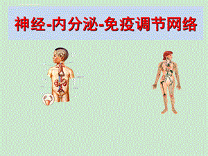 神经、内分泌与免疫系统的关系ppt课件.ppt