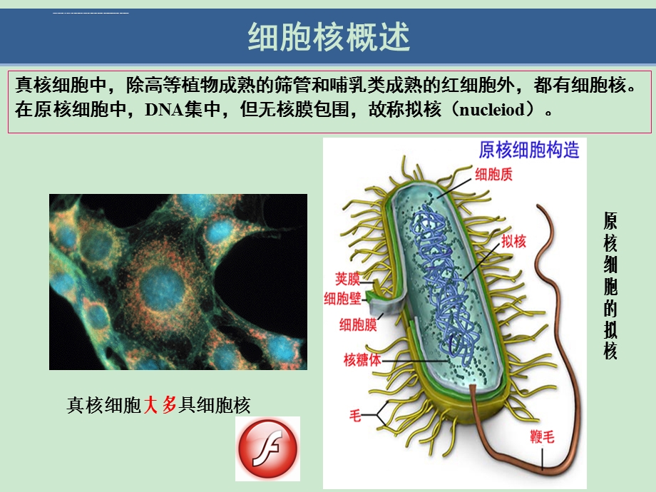 第11章 细胞核与染色质(翟中和第四版)ppt课件.ppt_第2页