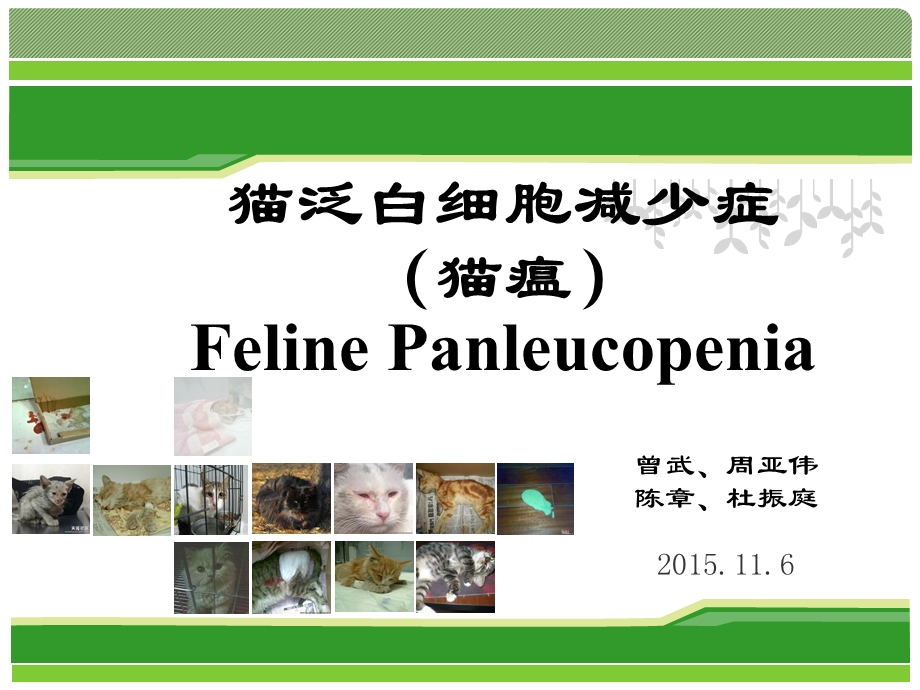 猫泛白细胞减少症 ppt课件.ppt_第1页