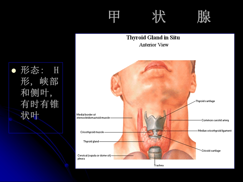 甲状腺局部解剖ppt课件.ppt_第3页