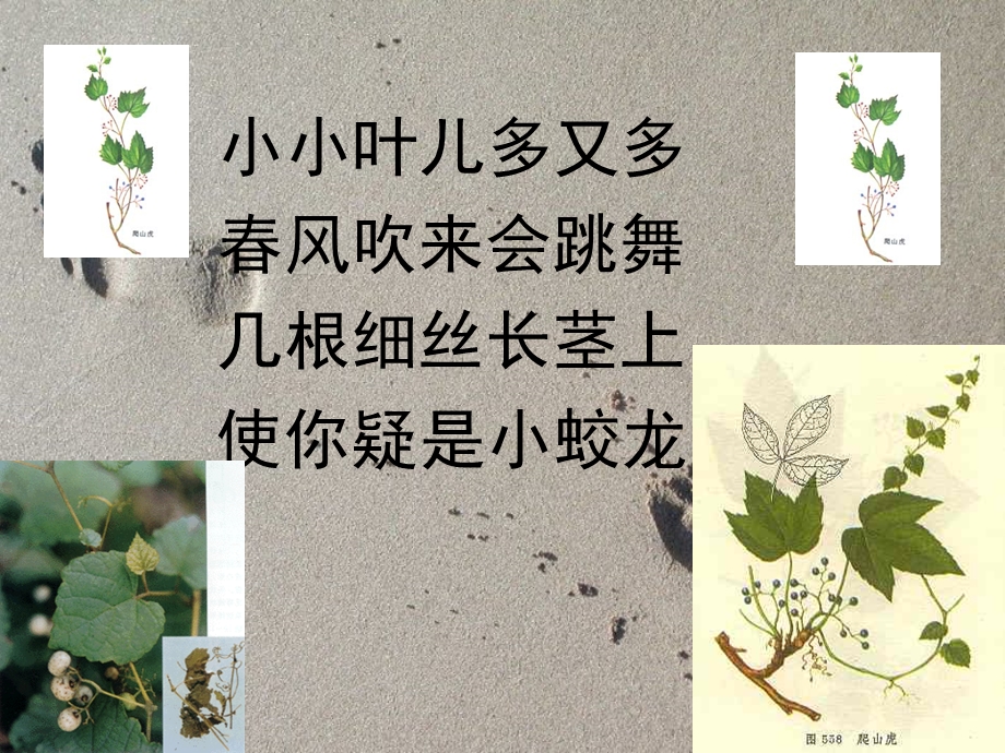 爬山虎的脚优秀ppt课件.ppt_第2页