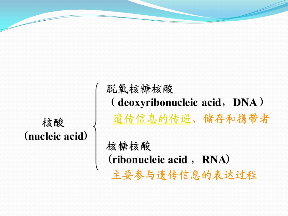生物化学与分子生物学第二章核酸的结构与功能ppt课件.ppt_第3页