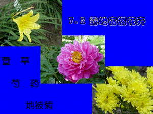 牡丹芍药栽培ppt课件.ppt