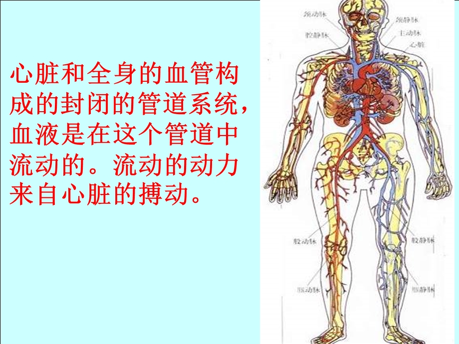 生物：4.4.2《血流的管道──血管》ppt课件1(人教版七年级下).ppt_第2页