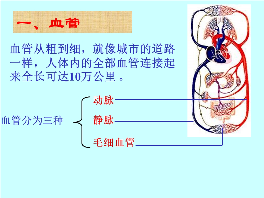 生物：4.4.2《血流的管道──血管》ppt课件1(人教版七年级下).ppt_第3页