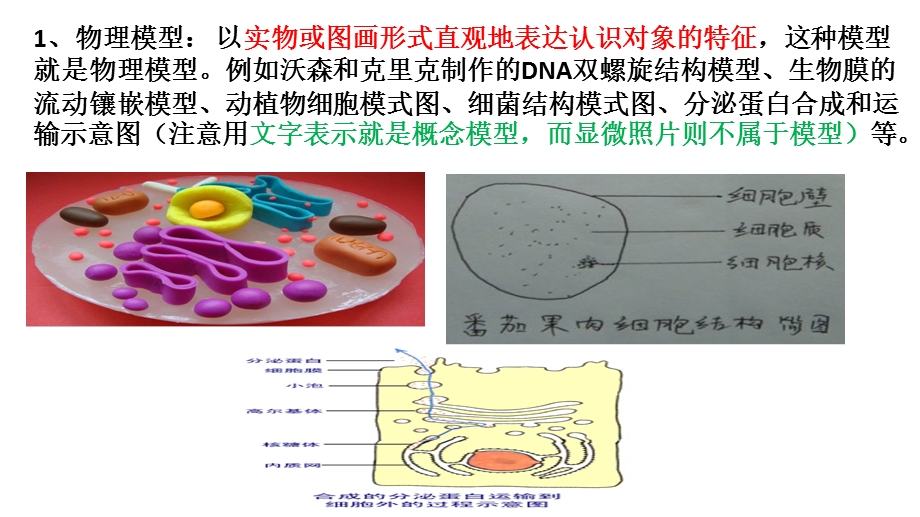 生物的模型种类ppt课件.ppt_第2页