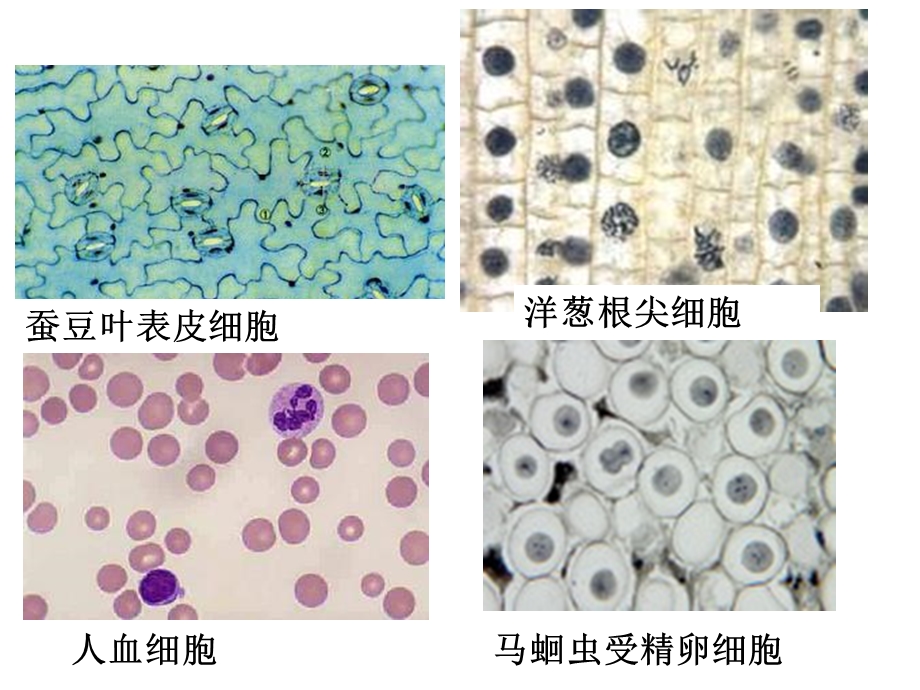 活动2观察多种多样的细胞ppt课件.ppt_第3页