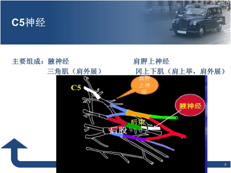 磁共振臂丛神经解剖及成像技术ppt课件.pptx_第3页