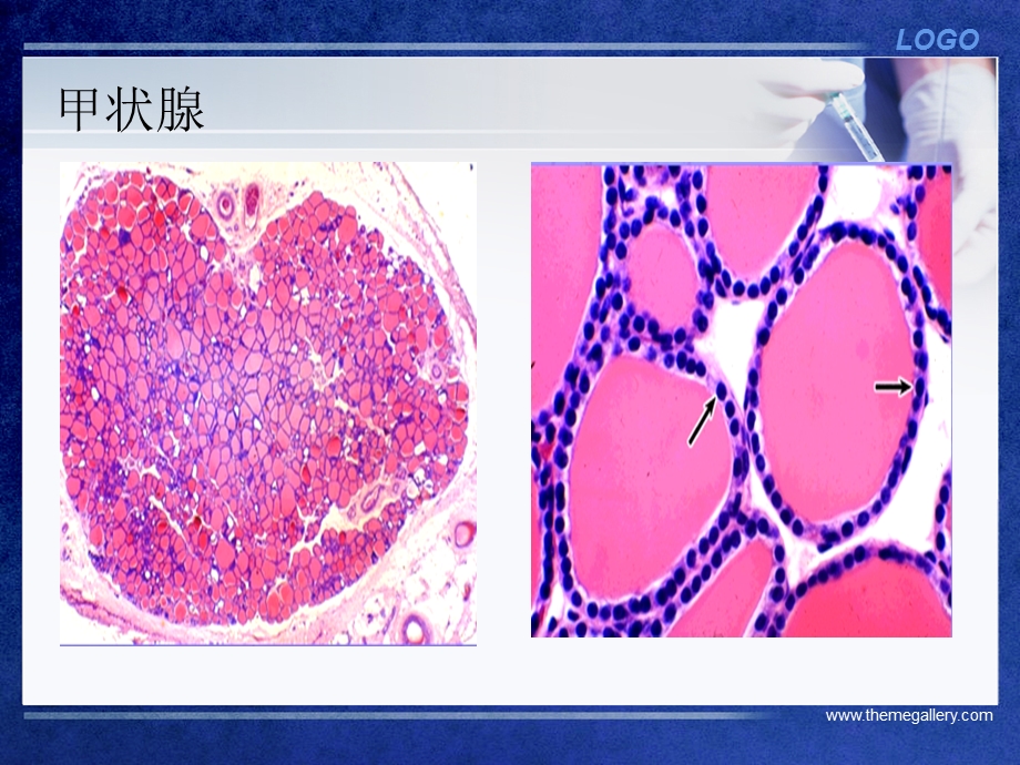 甲状腺激素的生理作用与甲状腺功能的调控ppt课件.ppt_第3页