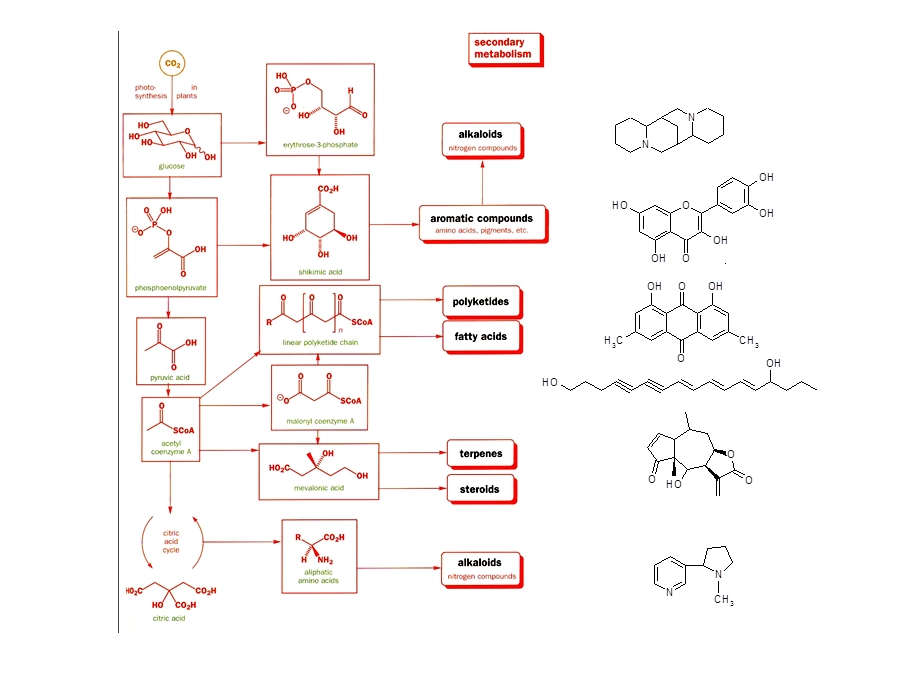 漆小泉植物代谢组学及其应用ppt课件.ppt_第2页