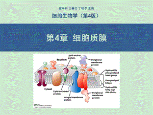 第4章 细胞质膜(翟中和第四版)ppt课件.ppt