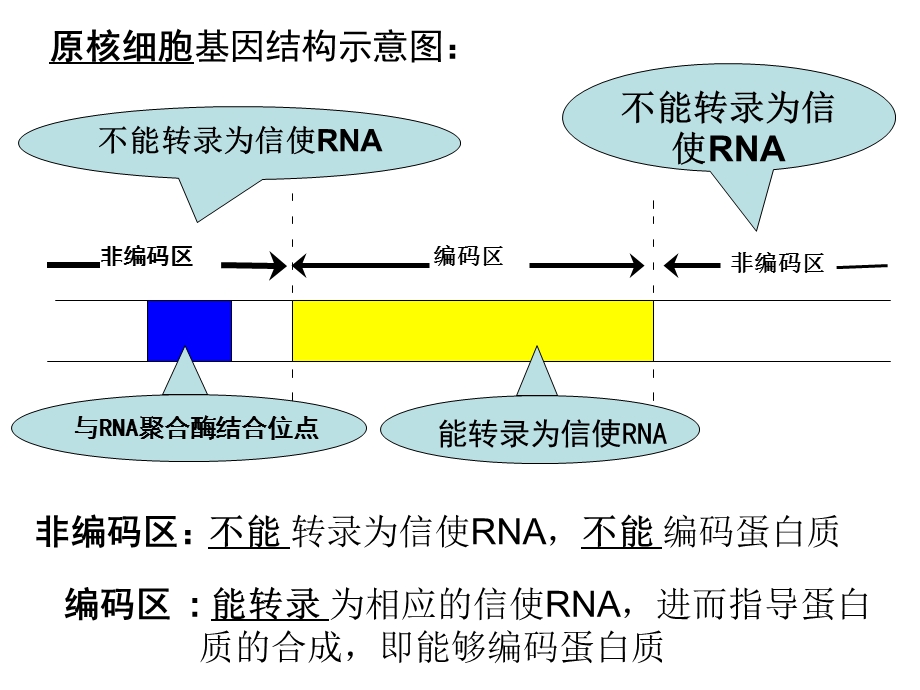 真核原核细胞基因结构示意图ppt课件.ppt_第1页