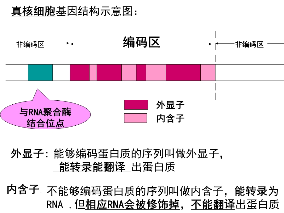 真核原核细胞基因结构示意图ppt课件.ppt_第2页