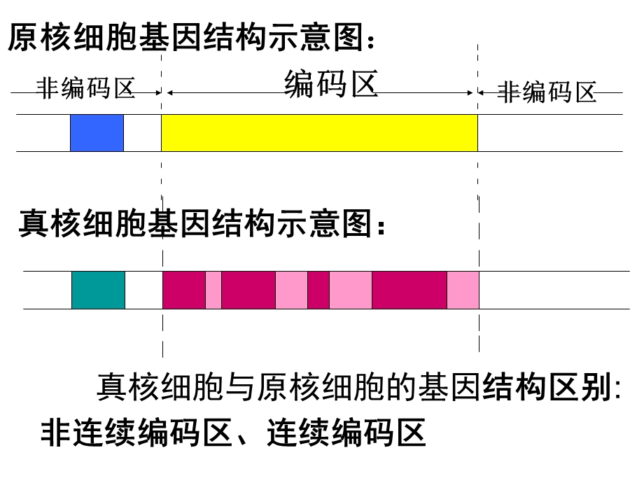 真核原核细胞基因结构示意图ppt课件.ppt_第3页