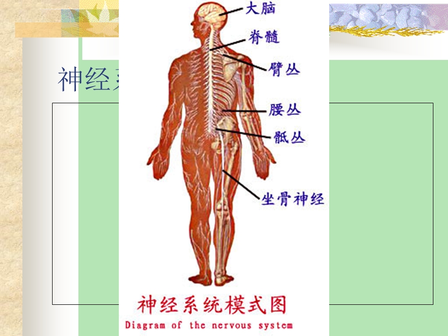 神经系统解剖学ppt课件.ppt_第2页