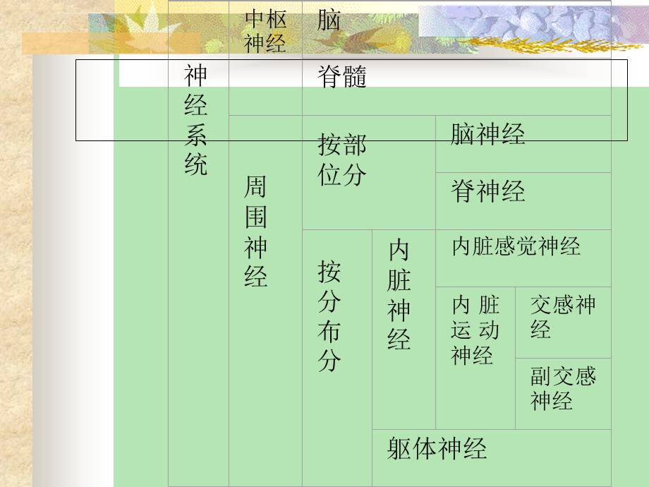 神经系统解剖学ppt课件.ppt_第3页