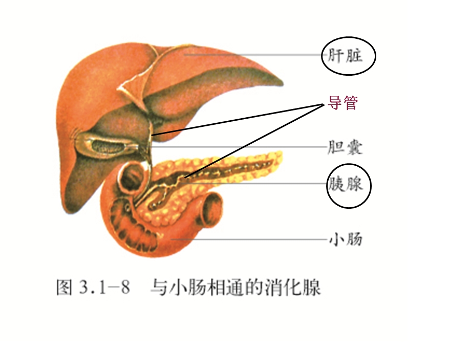 生物 人体生命活动的调节(复习用)ppt课件.ppt_第2页