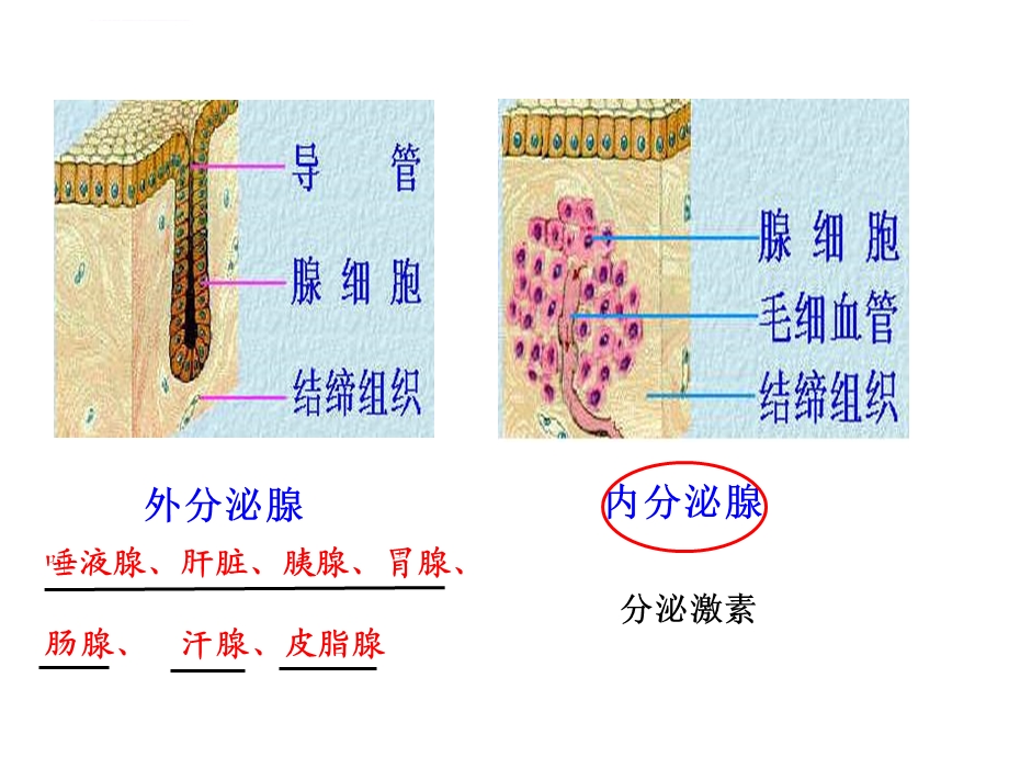 生物 人体生命活动的调节(复习用)ppt课件.ppt_第3页