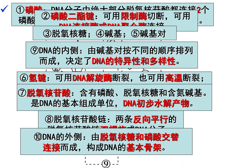 第21讲DNA分子的结构复制和基因的本质(一轮复习)ppt课件.ppt_第2页