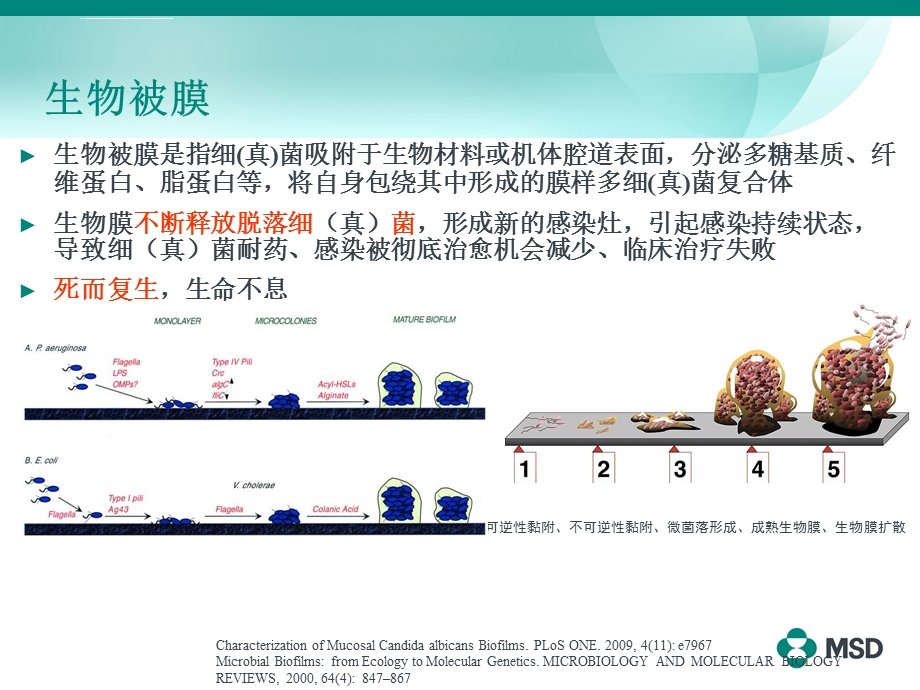 生物被膜与CVC相关感染的抗真菌管理ppt课件.ppt_第2页