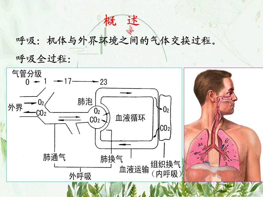 生理学ppt课件呼吸 图文.pptx_第2页