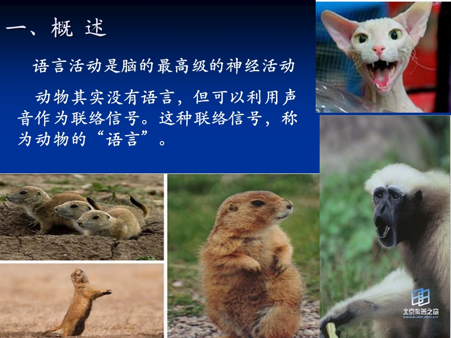 第7章 语言和思维的脑机制ppt课件.ppt_第3页