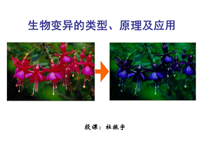 生物变异的类型原理及应用ppt课件.ppt