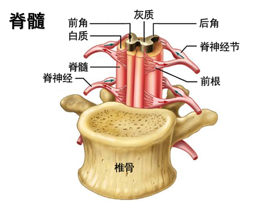 神经调节的结构基础ppt课件.ppt_第3页