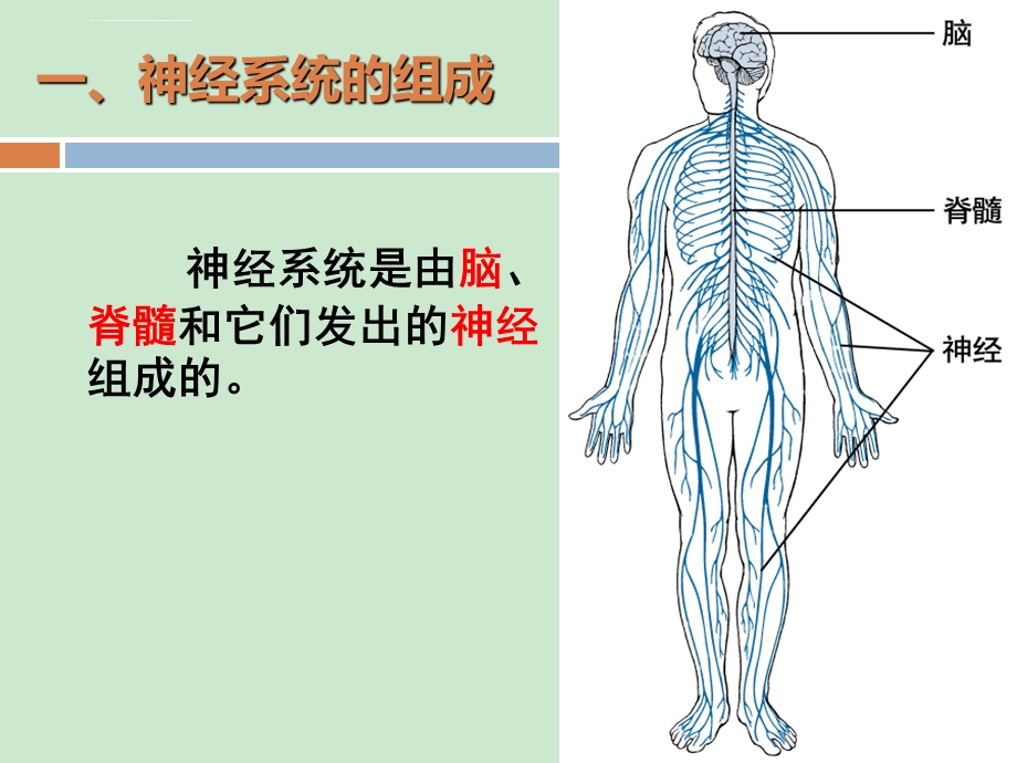 生物七年级下册第六章第二节 神经系统的组成ppt课件.ppt_第3页