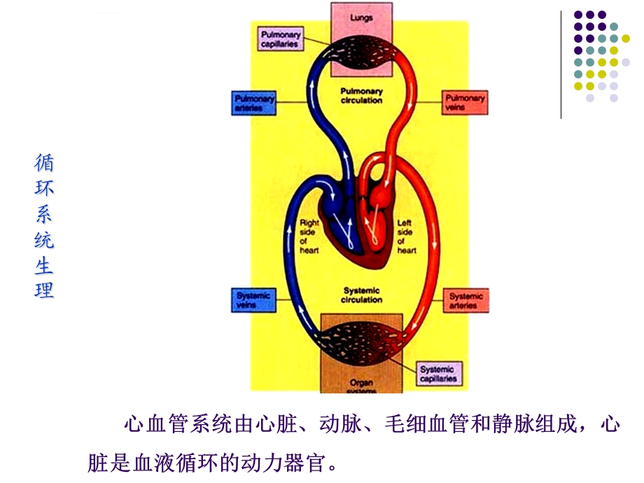 生理学ppt课件 循环(人卫第七版)(本).ppt_第2页