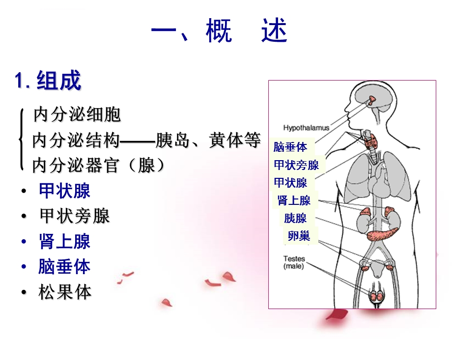 生理学ppt课件第11章内分泌系统.ppt_第3页