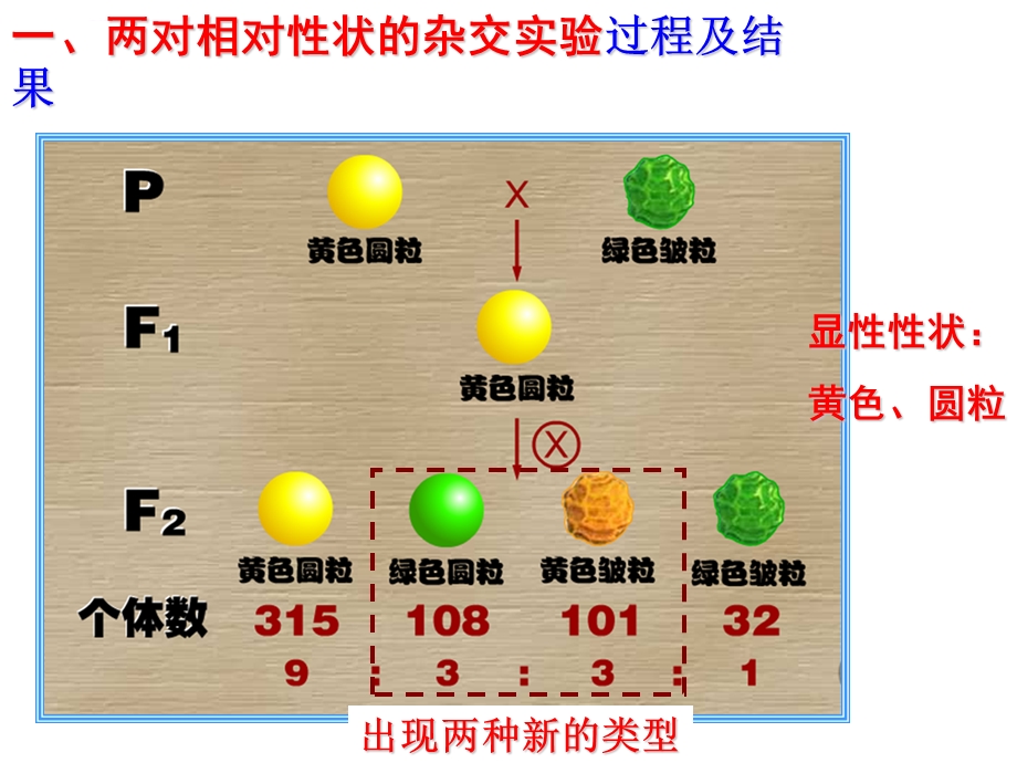 生物：基因的自由组合定律ppt课件(上课用).ppt_第2页