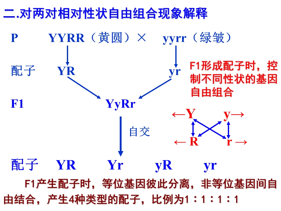 生物：基因的自由组合定律ppt课件(上课用).ppt_第3页