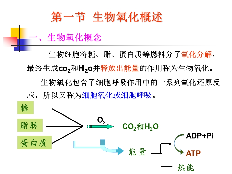 生物化学ppt课件第六章生物氧化.ppt_第3页