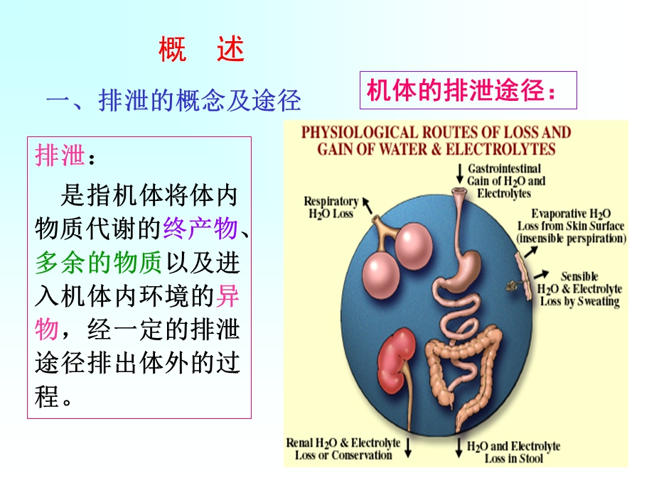 生理学肾脏的排泄ppt课件.ppt_第2页