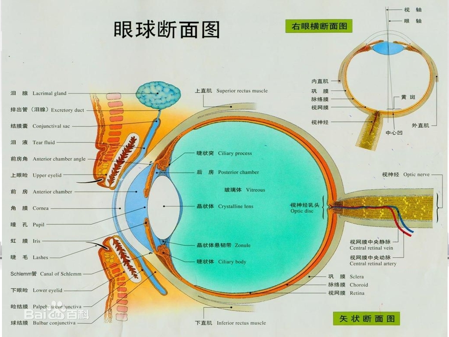 眼球结构 ppt课件.ppt_第2页