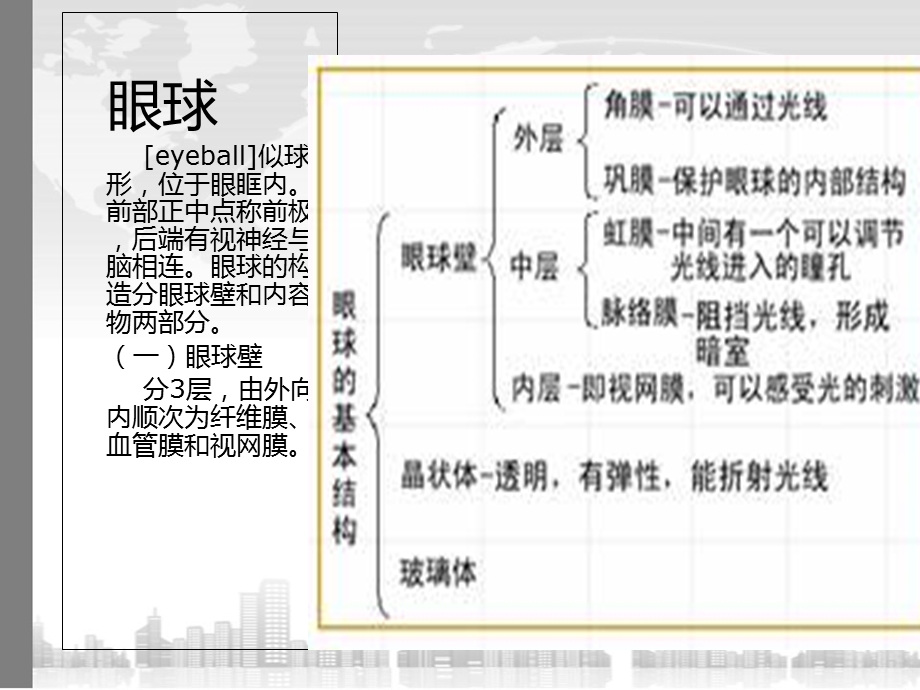 眼球结构 ppt课件.ppt_第3页