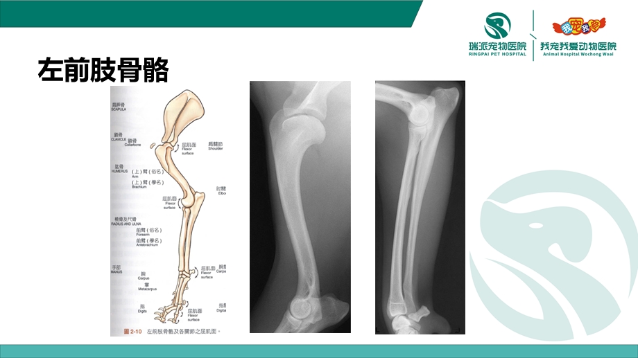 犬的基础解剖与对应X线片ppt课件.pptx_第3页