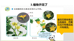 苏教版三年级科学下册课件1.3植物开花了.pptx