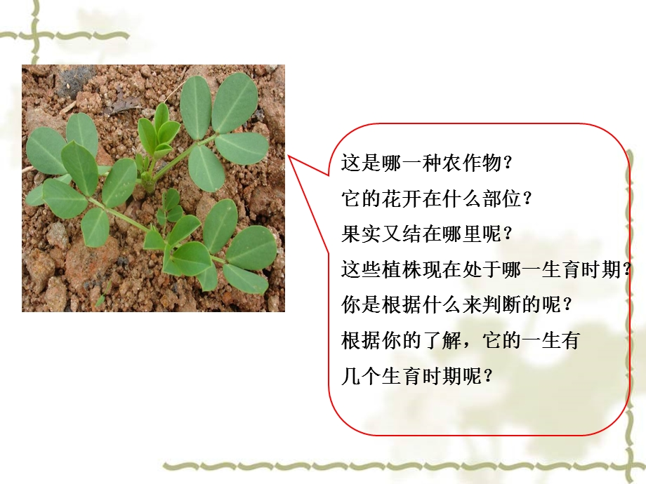 花生的成长ppt课件.ppt_第1页