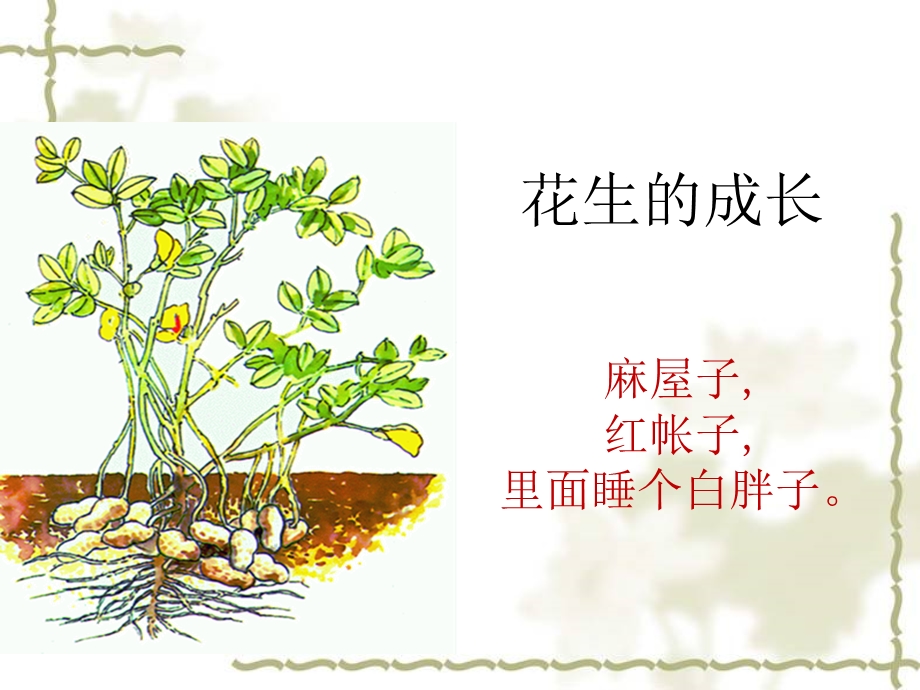 花生的成长ppt课件.ppt_第2页