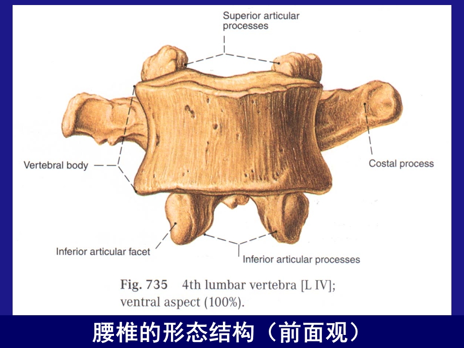 腰椎病ppt课件.ppt_第3页