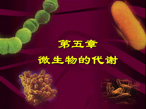 第五章微生物的代谢课件.ppt