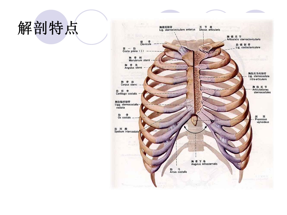 肋骨骨折 ppt课件.ppt_第3页