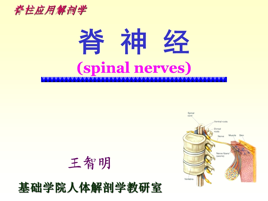 脊柱脊神经ppt课件.ppt_第1页