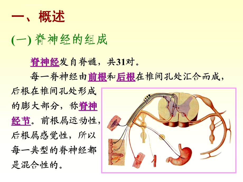 脊柱脊神经ppt课件.ppt_第2页