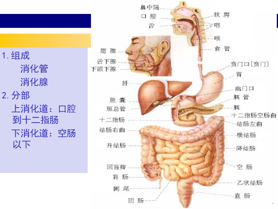 胃炎ppt课件精华版.ppt_第2页