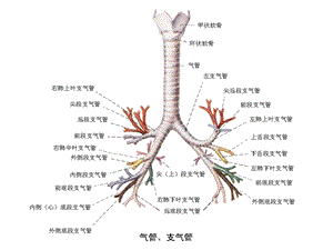 纤支镜图谱ppt课件【最经典纤维支气管镜图谱】.ppt